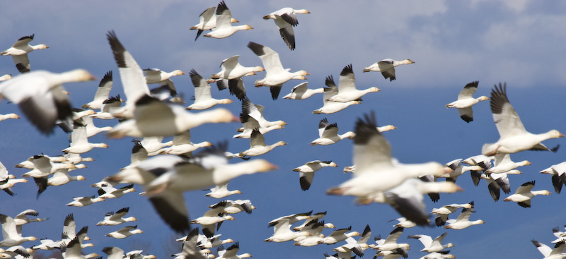Snow Goose Flock In Flight